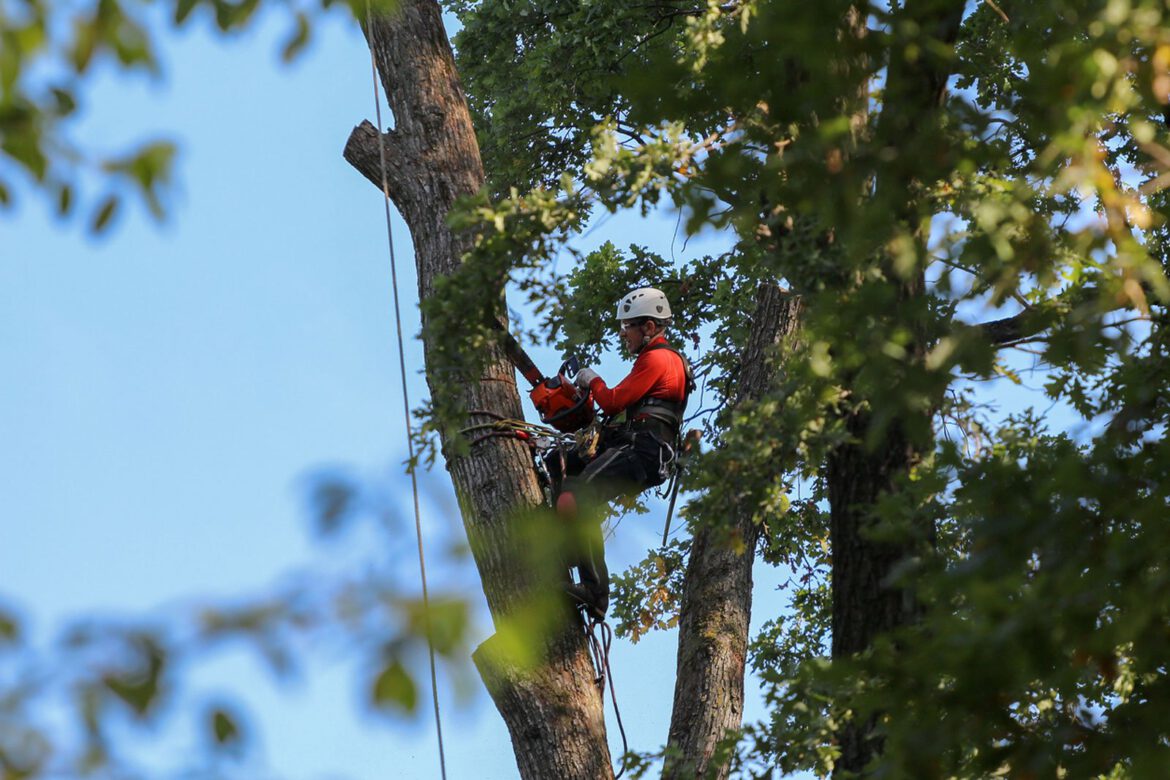 What Can a Tree Service Company Do for You?